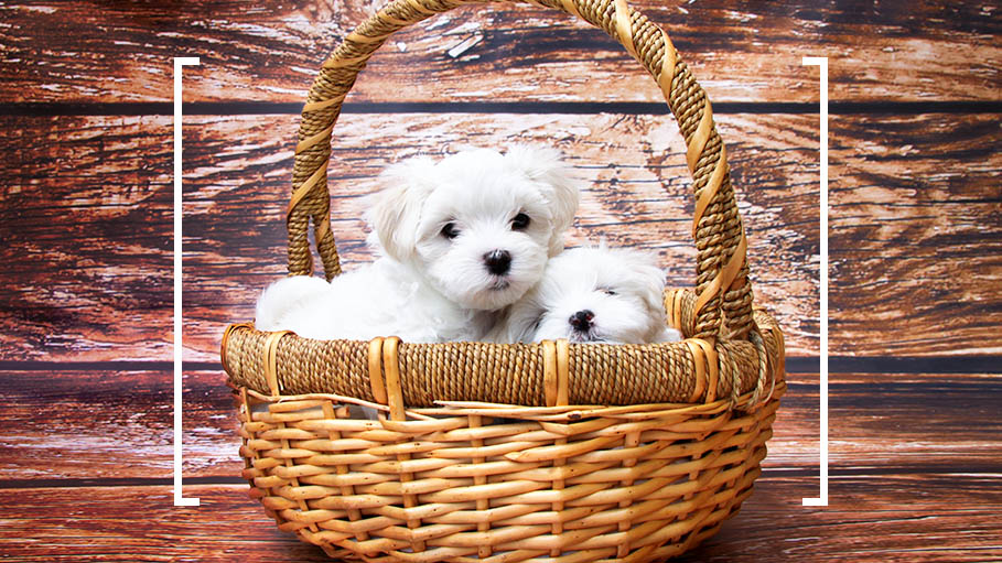 Planning to Adopt a Dog? Things You Must Know before You Introduce the New member to the Family