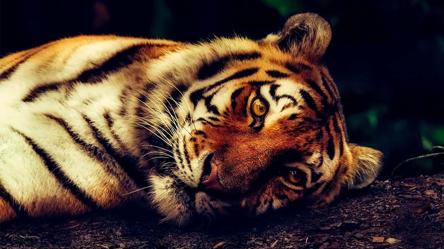 “Tiger Habib”, Wanted for Killing 70 Royal Bengal Tigers, Arrested in Bangladesh
