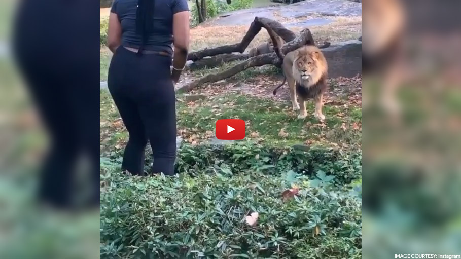 Video of a Woman Entering a Zoo in New York and Gesturing at a Lion Goes Viral