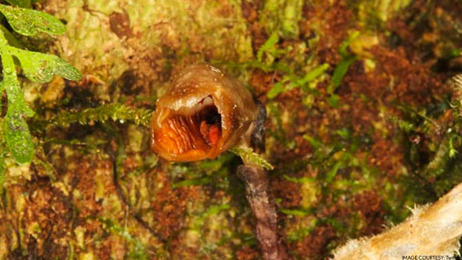 "World's Ugliest Orchid" Among New Species Discovered and Named in 2020