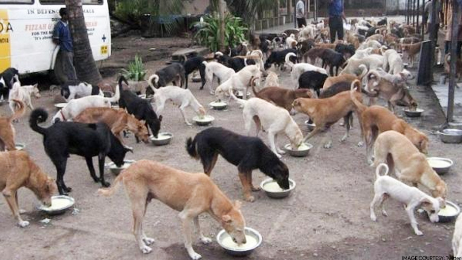 Odisha Govt Sanctions Over Rs 80 Lakhs for Feeding Stray Dogs, Other Animals During Lockdown