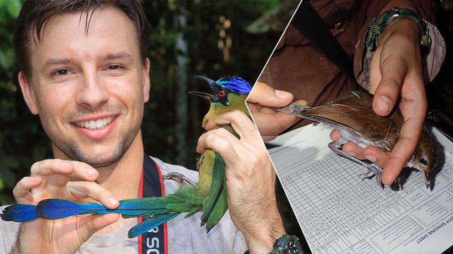Amazon Birds Becoming Smaller, Longer-Winged Due to Climate Change