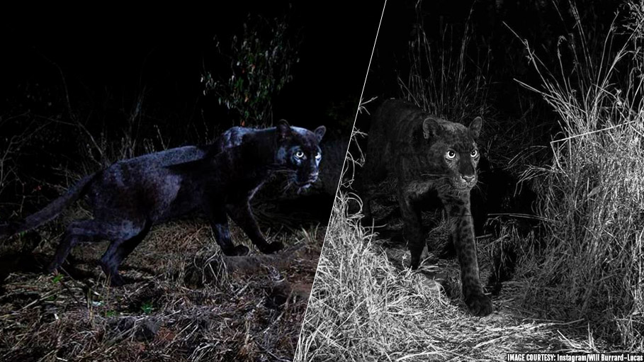 Elusive Black Panther Tracked in Kenya
