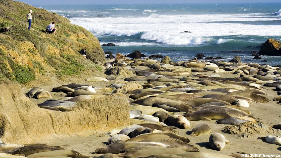 Seals Took over Tourist Beach in California