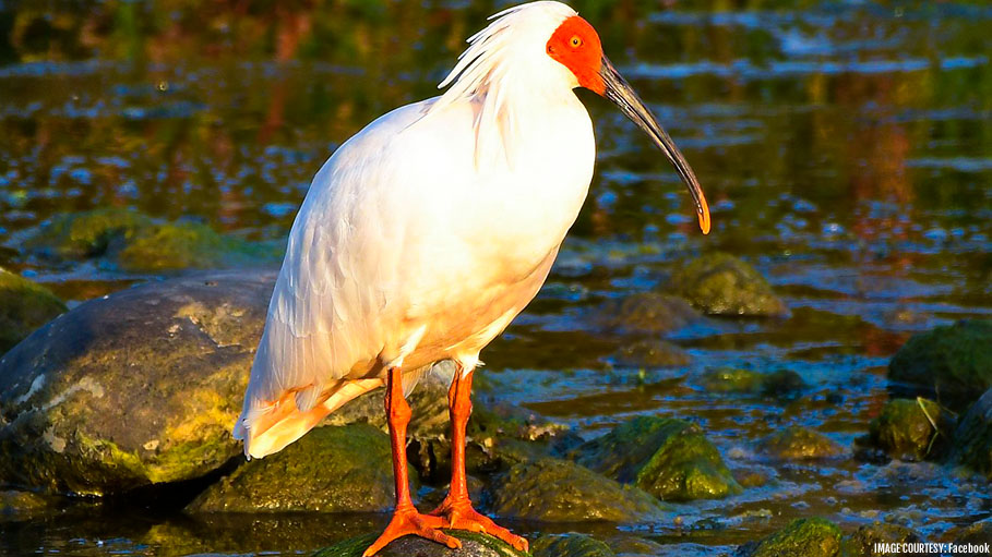 Endangered Bird ‘Crested Ibis’ Returns to South Korea after 40 Years of Extinction