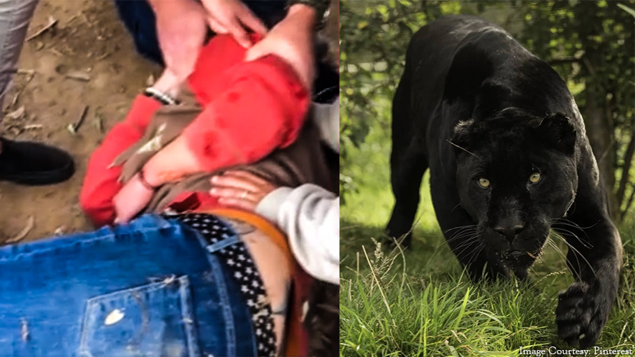 Jaguar Attacks a Woman Taking Selfie at Wildlife World Zoo