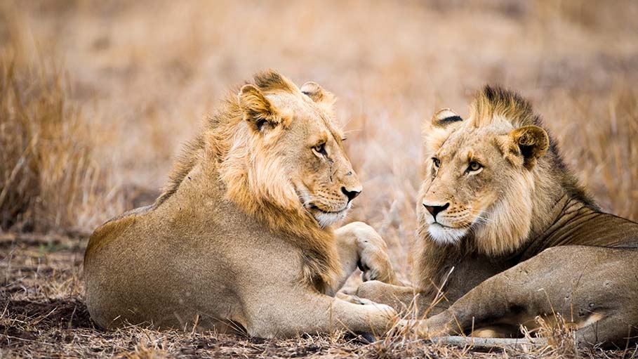 Sri Lanka Seeks Indian Help to Treat Covid Positive Lion