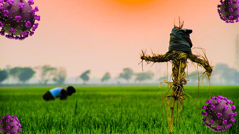 Back to the Paddy Fields, COVID Smashes Indian Middle-Class Dreams