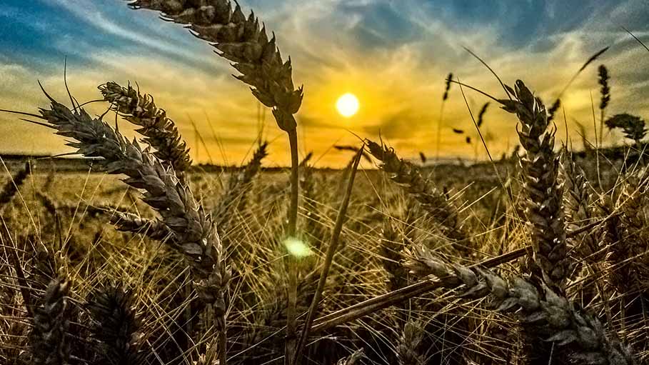 Suspension of Freight Trains to Hit Sowing of Crops in Punjab