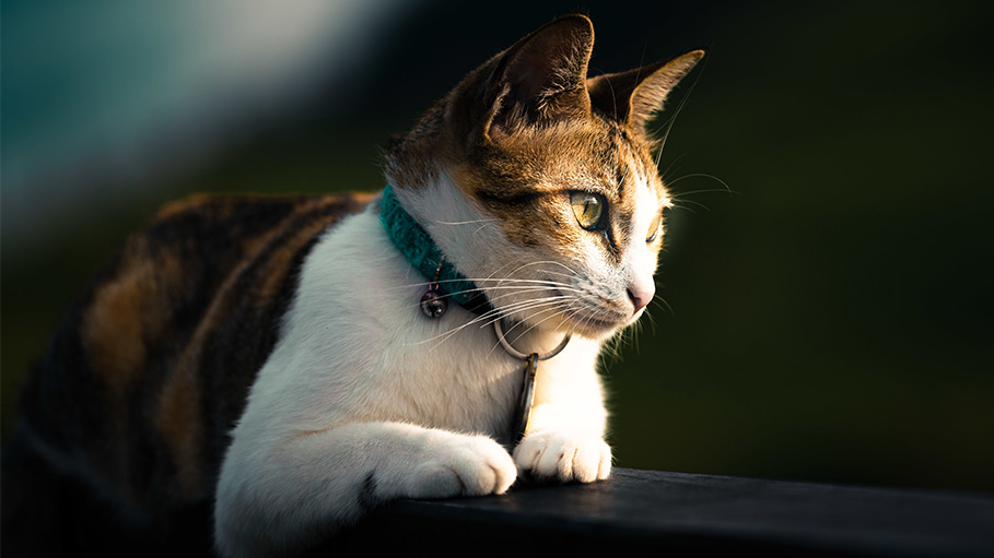 A Drug Smuggler Cat Caught Into Panama Prison