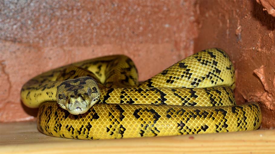 5-Foot Indian Rock Python Found in Backseat of Auto Rickshaw in Delhi