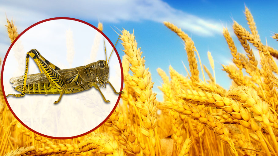 Hungry Insects to Eat up More Than 40% Staple Crops of the World