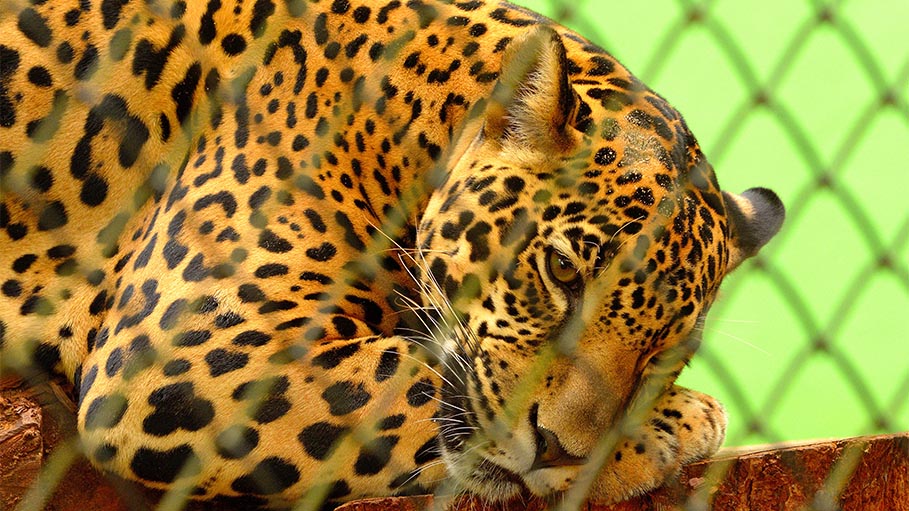 Female Leopard That Killed UP Boy was Trapped in Cage with a Bait