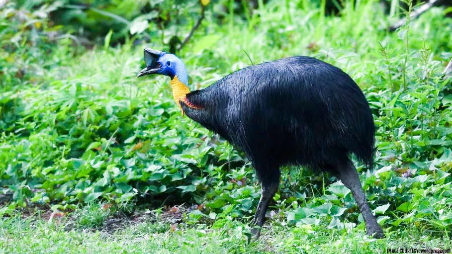 Man Killed by a Bird in Florida