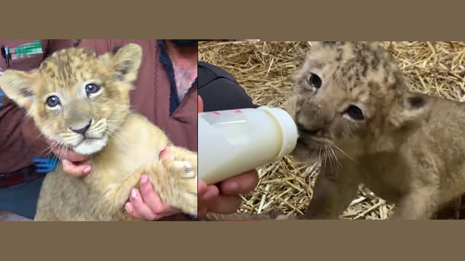 Singapore Zoo Welcomes Simba, Country's First Artificially Conceived Lion Cub