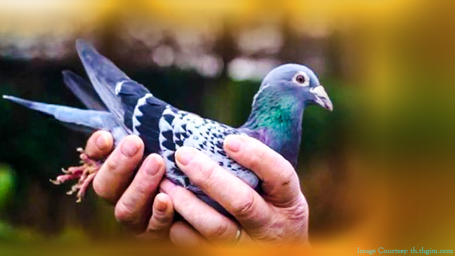 Belgian Pigeon Record Flight Earns Its Owner 1.25 Million Euros