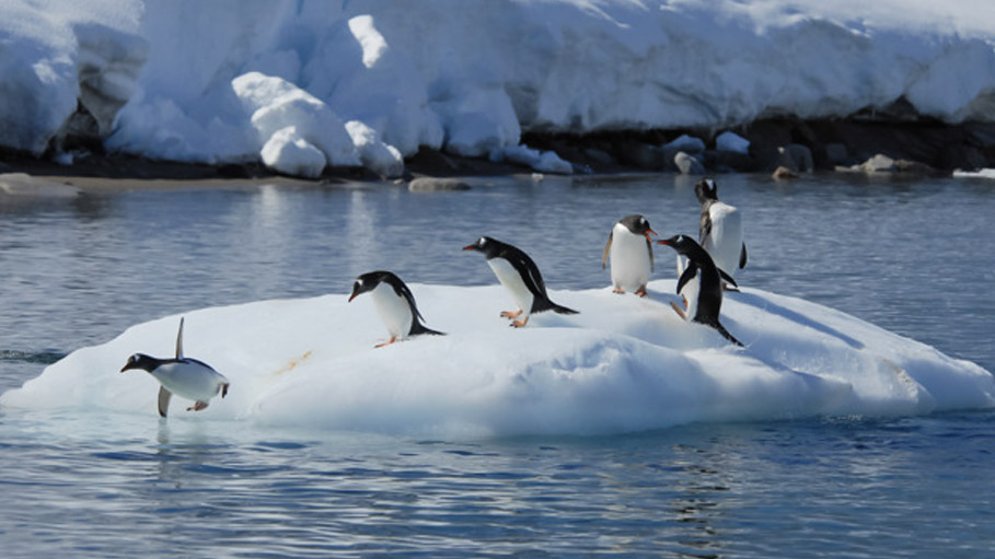 30,000 Tremors Rocked Antarctica in Three Months, Say Chilean Scientists