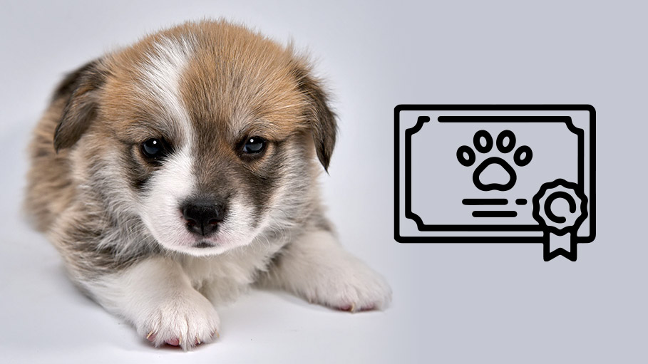 UK Pets Will Need Certificate to Enter European Union after Brexit