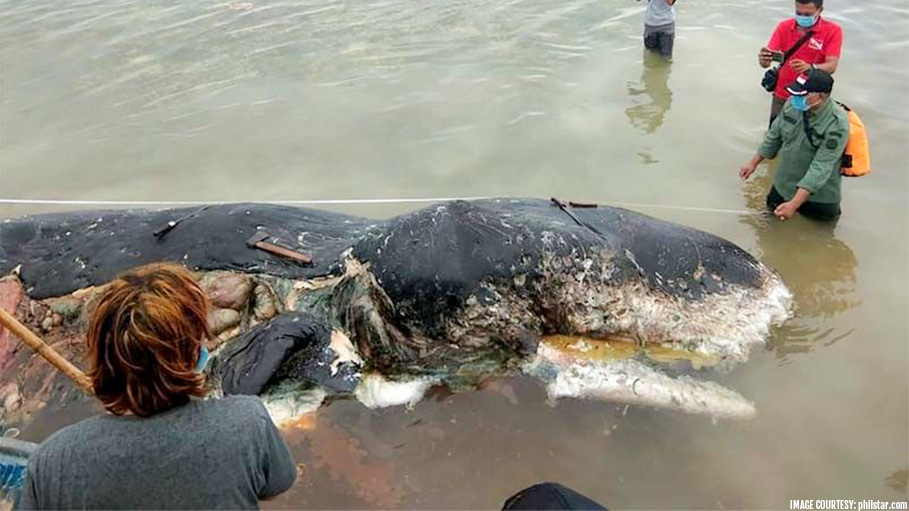 Dead Whale Found in Indonesia with 6 Kilograms of Plastic Waste in Stomach