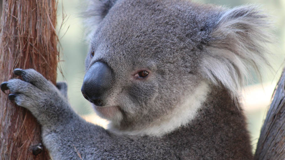 More Than 60,000 Koalas Killed or Harmed by Australia's Bushfires
