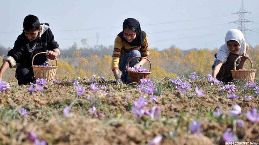 "Won't Sit at Home": Saffron Business Powered by Afghan Women Looks Taliban in Eye