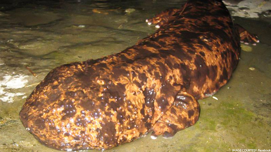 Newly Found ‘Giant Salamander Species’ Now the ‘World's Biggest Amphibian’