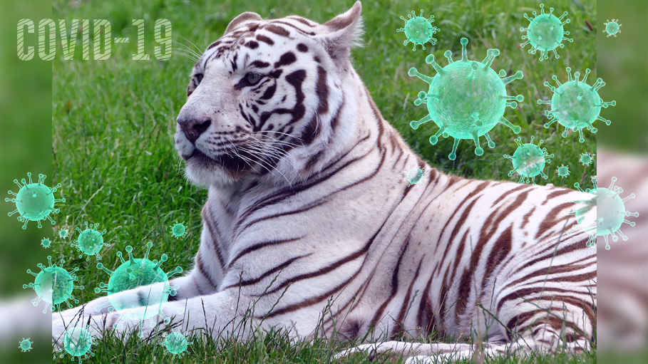 Delhi Zoo Confirms the Dead White Tigress Tests Negative For COVID-19
