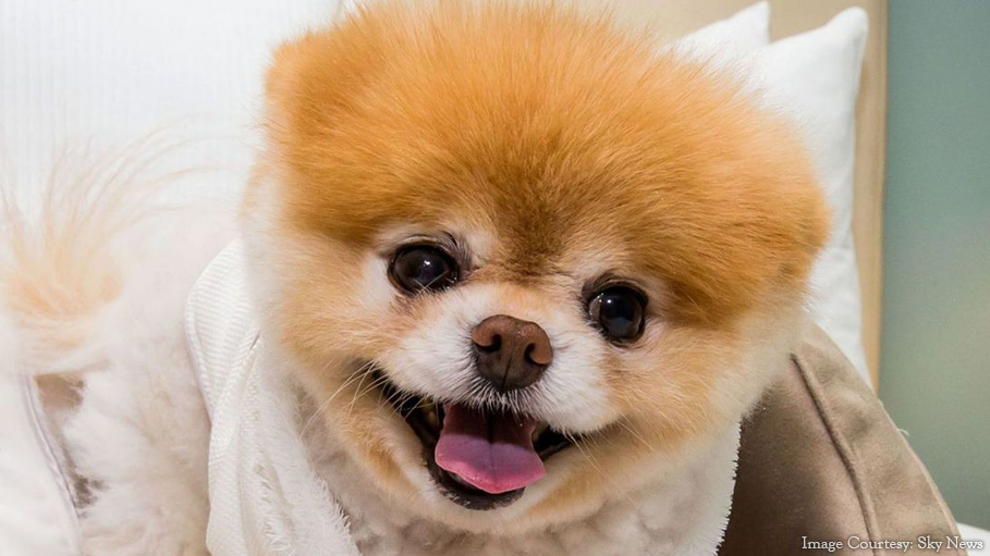 The World’s Cutest Dog Passes away with a Broken Heart