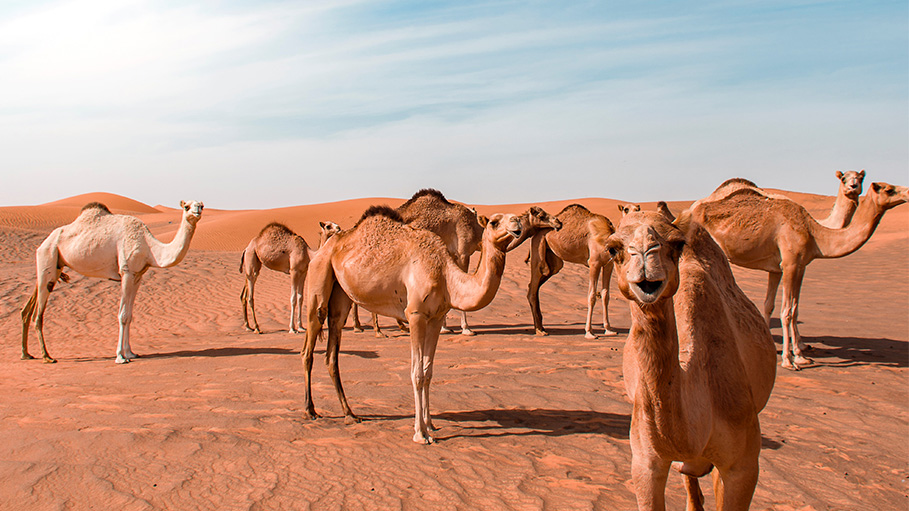 10,000 Camels Will Be Killed in Australia for Drinking Too Much Water