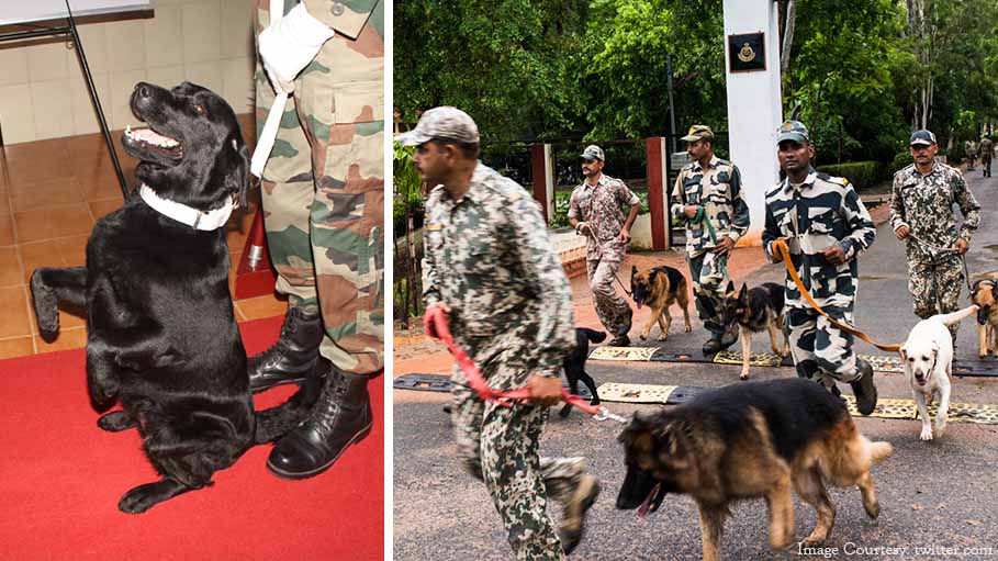 Mann Ki Baat: PM Modi Praises Indian Canine Brigade, Wants People to Adopt Them