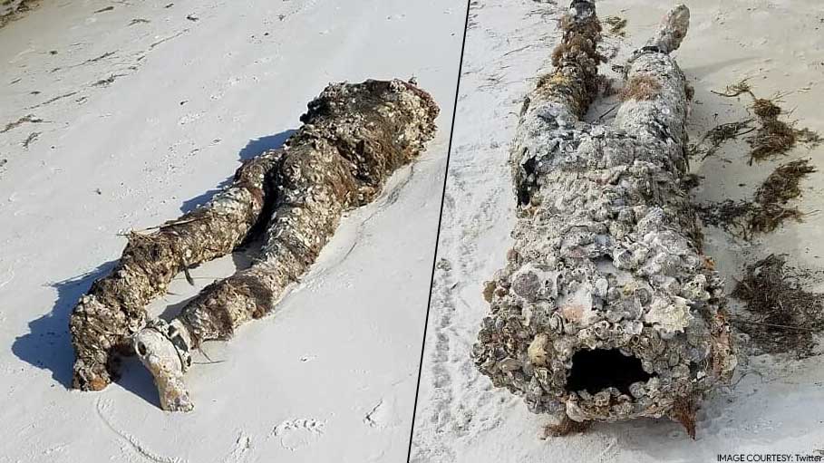 Here’s What Washed Ashore in a Beach in Florida