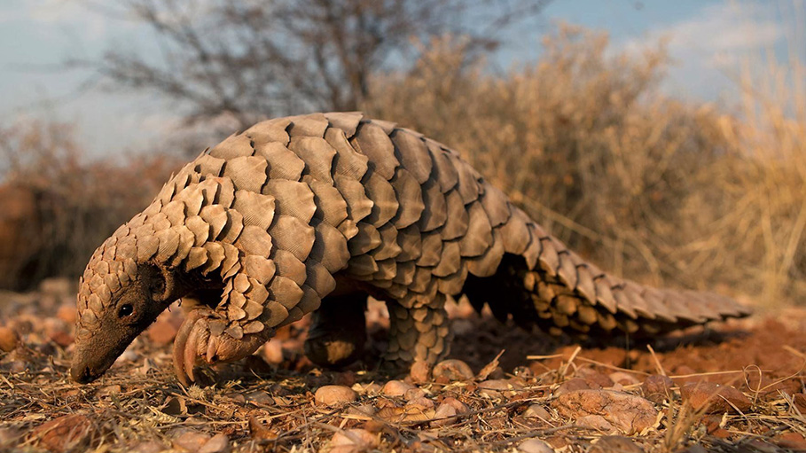 ‘Pangolin’ Identified as the ‘Potential link’ to the Spread of Coronavirus