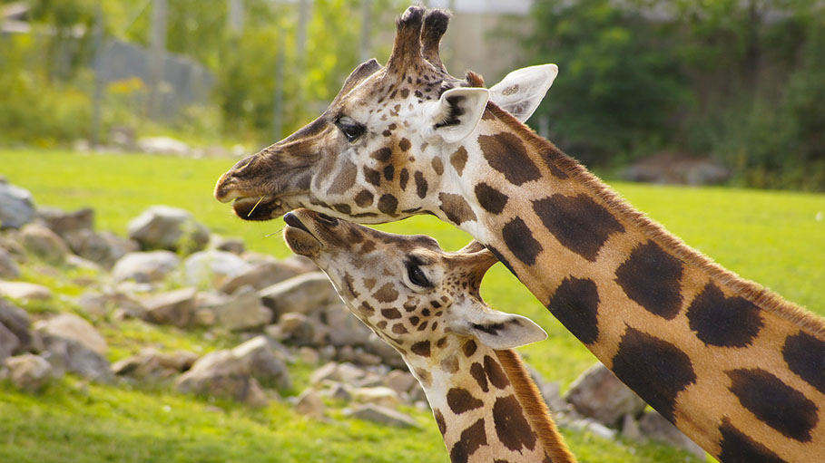Assam Zoo Gets a Giraffe after 8 Years of Waiting