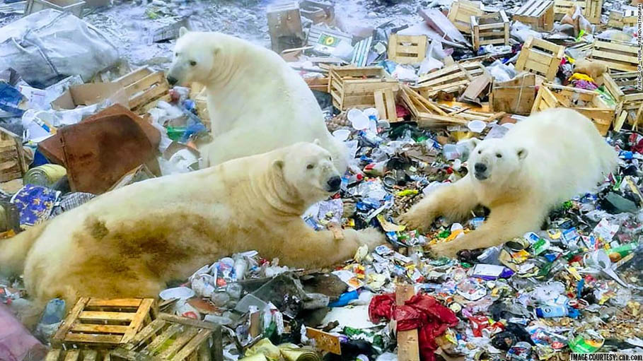 Polar Bears in Arctic feast on Waste Food, Pictures Viral