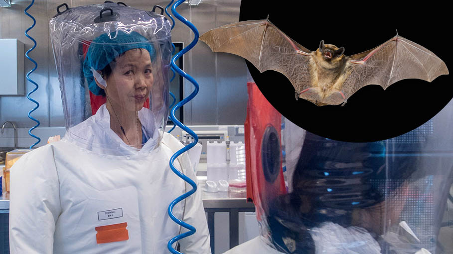 China Honours "Bat Woman" as WHO Team Arrives to Probe Origin of Covid-19