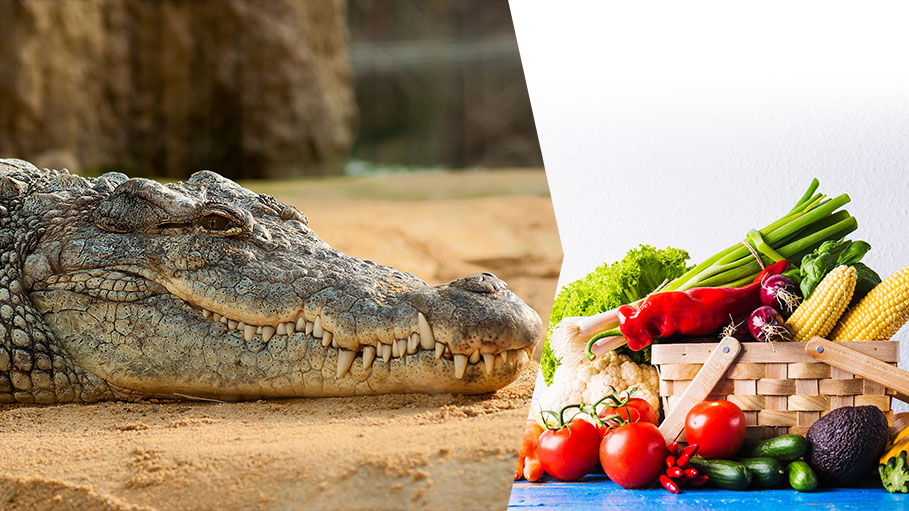 Crocodiles were Once ‘Vegetarians’ Says New Study