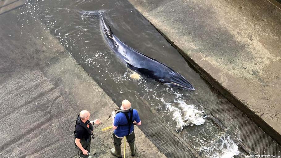 Baby Whale Stranded in London’s Thames is Put Down