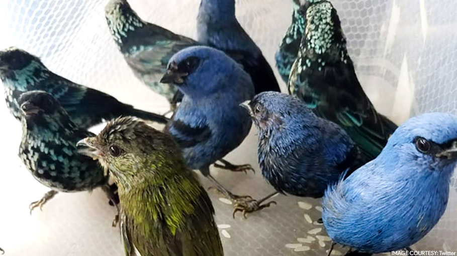 Belgian Man Arrested for Trying to Smuggle 20 Birds from Peru in Suitcase