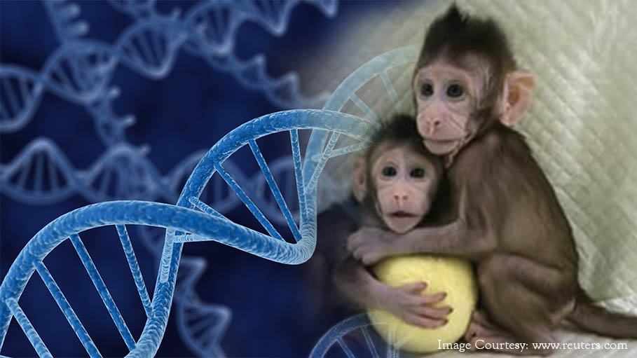 Hope for Human Copy with the Cloning of Monkey