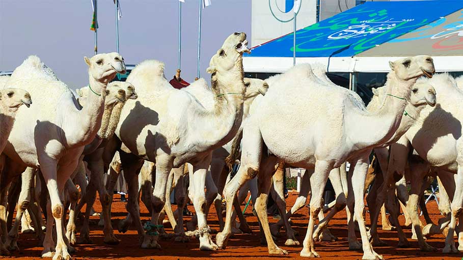 Hot Milk and Grooming for Camels at Saudi Arabia Luxury 'Hotel'