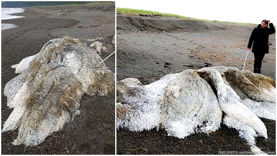 Hairy Monster on Pacific Coast! An Ancient Creature or Something Even Bizarre?
