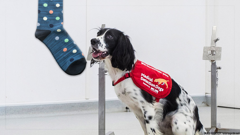 Dogs Can Detect Malaria by Smelling People’s Socks