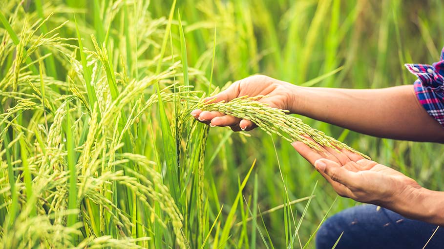 With Over 2,000 New Markets, Procurement of Paddy Begins in Punjab