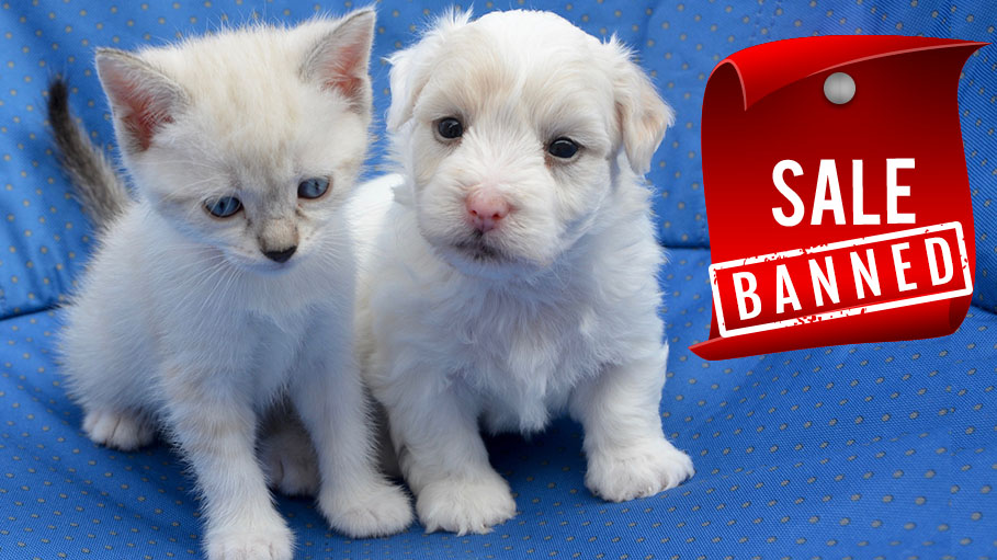 Sale of Puppy and Kitten, Now Banned in Britain