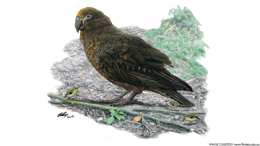 Sqawkzilla, a 3-Foot Prehistoric Parrot is Recorded the Biggest Bird Ever Found