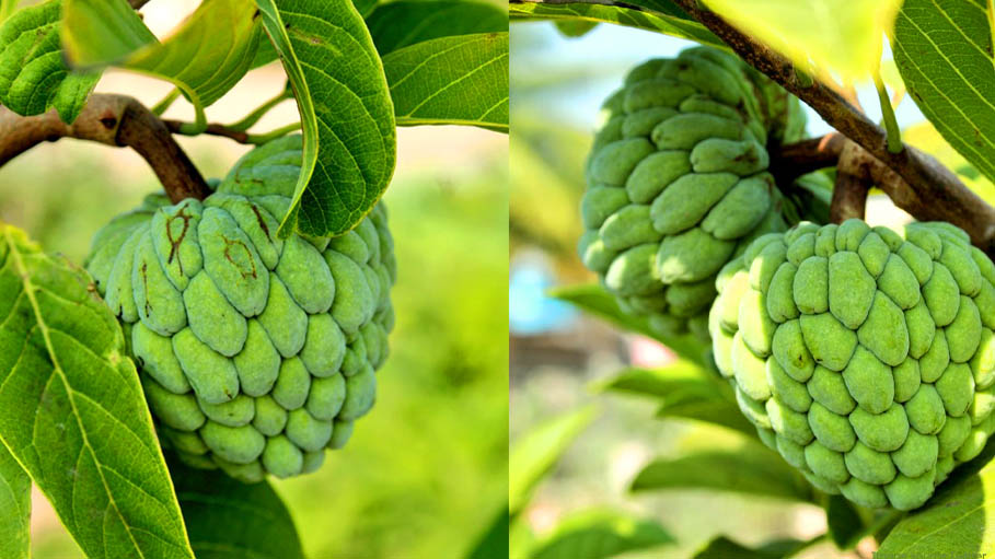 40 Lakh in 2 Years : How Maharashtra Farmer Cultivated Apple in Drought-Hit Latur