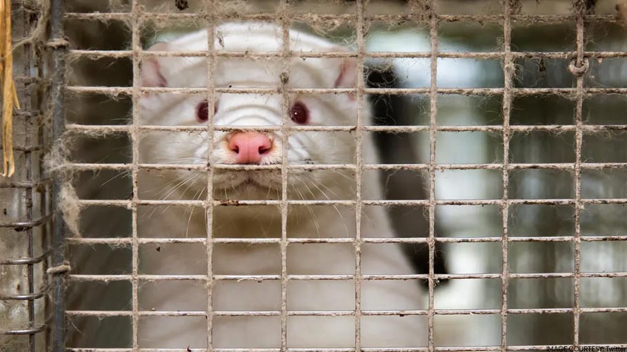Mink Culled to Prevent Covid Resurface from Mass Graves in Denmark