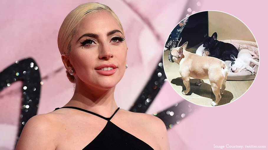 Pop Star Lady Gaga's Dog Walker Shot, 2 of Her French Bulldogs Stolen