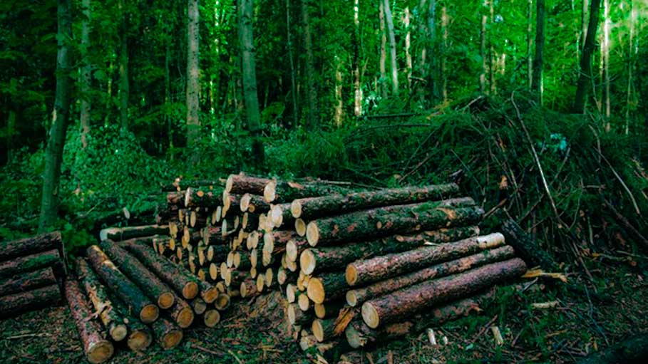 Deforestation in Amazon Rainforest Surges to 12-Year High