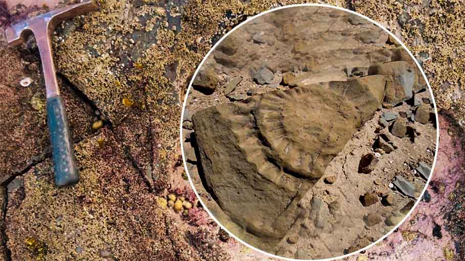 Jurassic-Era 'Winged Lizard' Unearthed by Chilean scientists